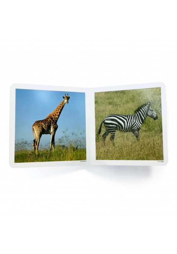 Los Animales Salvajes NOWORDBOOKS