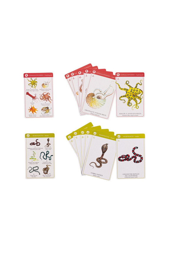 Juego de 7 familias especies Tout autour du monde MOULIN ROTY